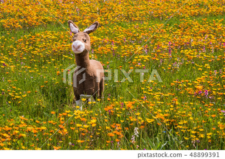 (Shizuoka Prefecture) Matsuzaki Town, a flower field that used rice fields 48899391