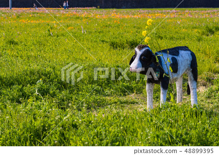 （靜岡縣）松崎鎮，使用稻田的花田 48899395