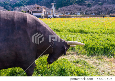(靜岡縣)松崎鎮,使用稻田的花田 (靜岡縣)松崎鎮,使用稻田的花田 48899396