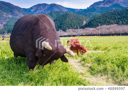 (靜岡縣)松崎鎮,使用稻田的花田 (靜岡縣)松崎鎮,使用稻田的花田 48899397