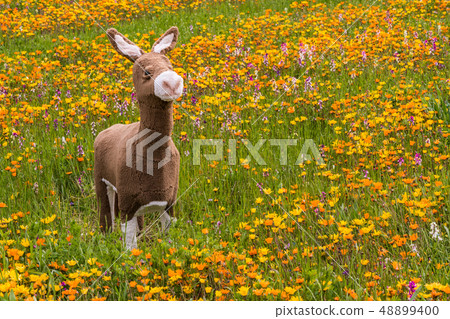 (Shizuoka Prefecture) Matsuzaki Town, a flower field that used rice fields 48899400