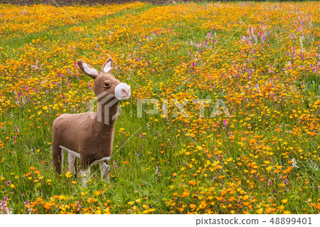 (Shizuoka Prefecture) Matsuzaki Town, a flower field that used rice fields 48899401
