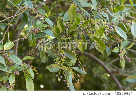 Shashambo fruit 48899434