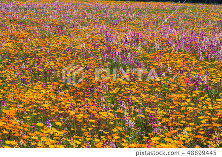 (Shizuoka Prefecture) Matsuzaki Town, a flower field that used rice fields 48899445