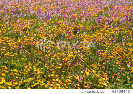 (Shizuoka Prefecture) Matsuzaki Town, a flower field that used rice fields 48899446