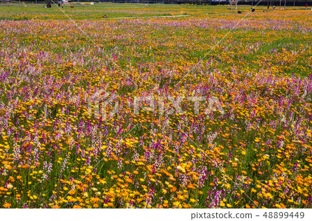 (Shizuoka Prefecture) Matsuzaki Town, a flower field that used rice fields 48899449