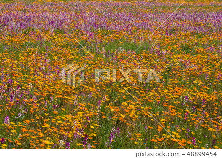 (Shizuoka Prefecture) Matsuzaki Town, a flower field that used rice fields 48899454