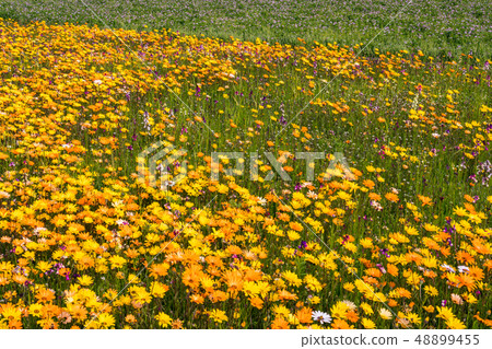 (Shizuoka Prefecture) Matsuzaki Town, a flower field that used rice fields 48899455