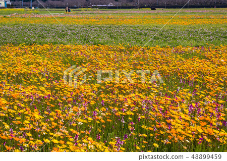(Shizuoka Prefecture) Matsuzaki Town, a flower field that used rice fields (Shizuoka Prefecture) Matsuzaki Town, a flower field that used rice fields 48899459