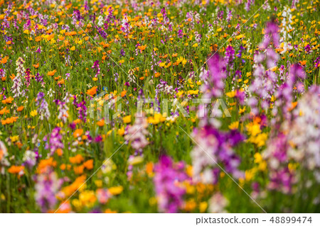 (Shizuoka Prefecture) Matsuzaki Town, a flower field that used rice fields 48899474