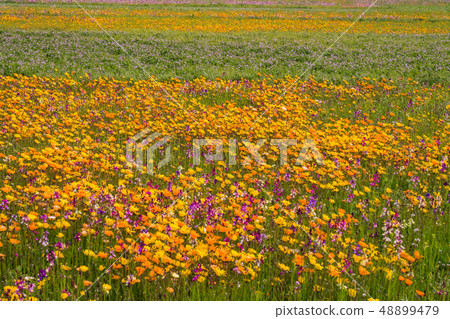 (Shizuoka Prefecture) Matsuzaki Town, a flower field that used rice fields (Shizuoka Prefecture) Matsuzaki Town, a flower field that used rice fields 48899479