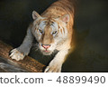 The tiger prepare to attract from water 48899490