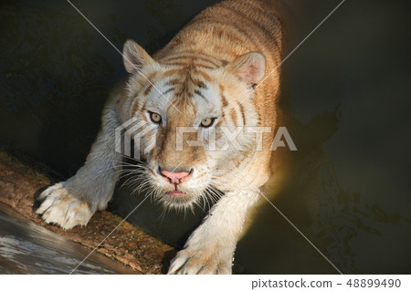 The tiger prepare to attract from water The tiger prepare to attract from water 48899490
