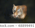 The white tiger looking at you 48899491