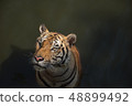 The beautiful tiger in the water  48899492