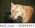 The old tiger in the pond  48899493