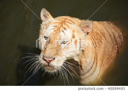 The old tiger in the pond The old tiger in the pond 48899493