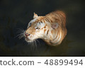 The big cat in the water  48899494