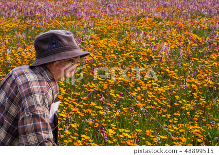 (Shizuoka Prefecture) Matsuzaki Town, a flower field that used rice fields 48899515