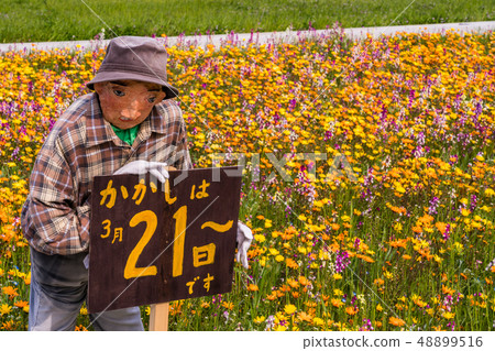 (靜岡縣)松崎鎮,使用稻田的花田 (靜岡縣)松崎鎮,使用稻田的花田 48899516