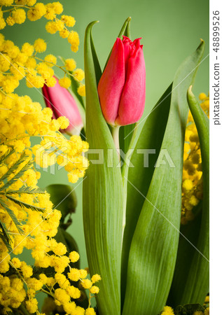 Spring bouquet with tulip and mimosa Spring bouquet with tulip and mimosa 48899526