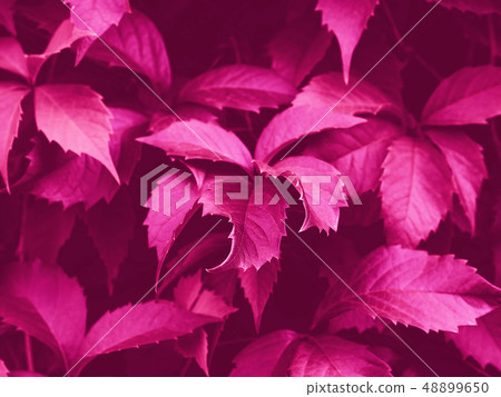 Pink toned foliage trendy background Pink toned foliage trendy background 48899650