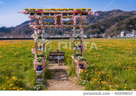 （靜岡縣）松崎鎮，使用稻田，花田神社的花田 48899697
