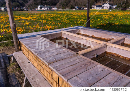 （靜岡縣）松崎鎮，使用稻田的花田 48899732