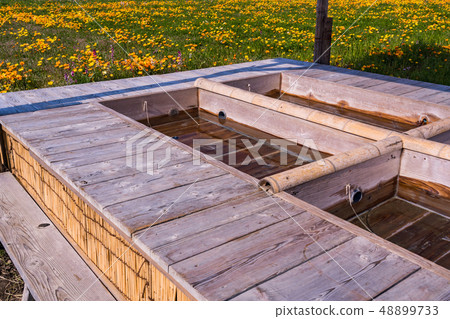 (Shizuoka Prefecture) Matsuzaki Town, a flower field that used rice fields 48899733