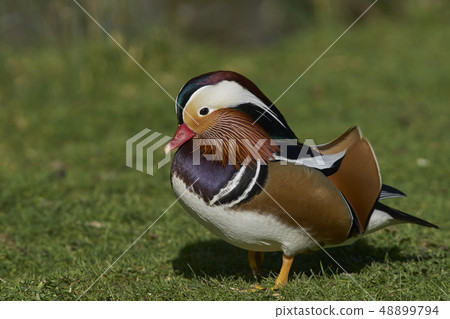 Mandarin Duck 48899794