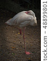 A flamingo resting on one leg 48899801