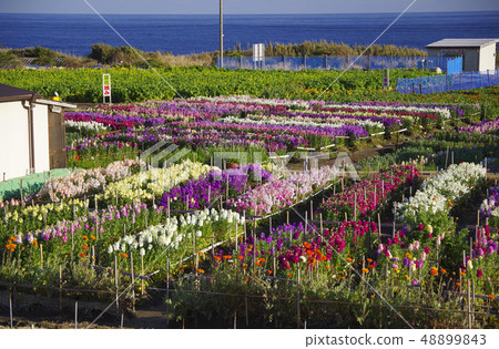 客家津花田 客家津花田 48899843