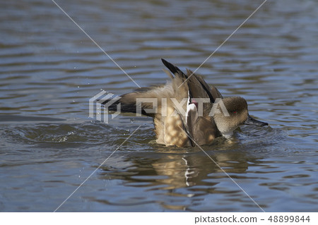 Patagonian Crested Duck Patagonian Crested Duck 48899844