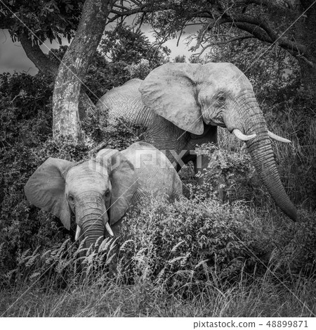 Elephants in Kruger National Park, South Africa. Elephants in Kruger National Park, South Africa. 48899871