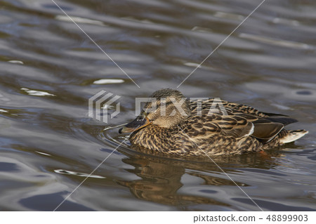 Mallard Duck Mallard Duck 48899903