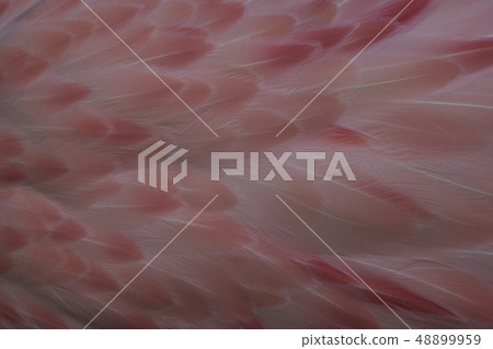 Andean Flamingo Andean Flamingo 48899959