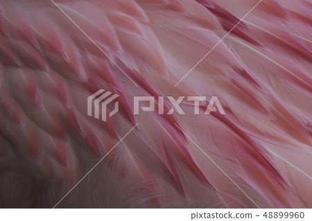 Andean Flamingo Andean Flamingo 48899960