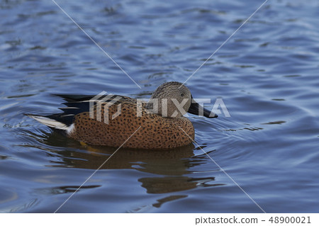 Red Shoveler Red Shoveler 48900021