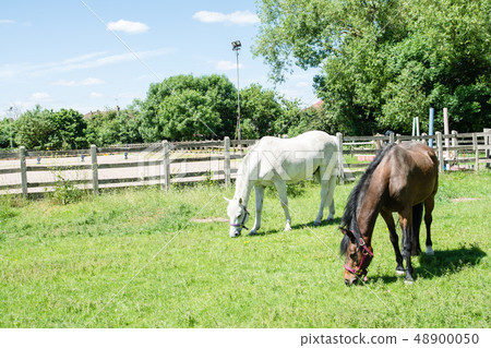 White and brown horses hanging their heads and eating grass White and brown horses hanging their heads and eating grass 48900050