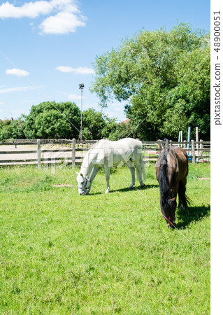 White and brown horses hanging their heads and eating grass 48900051