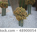 The young finger cactus tree in the garden  48900054