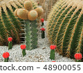 Various cactus trees in the garden  48900055