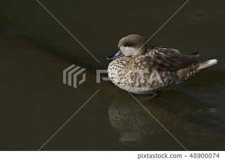 Marbled Teal  48900074