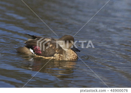 Patagonian Crested Duck 48900076