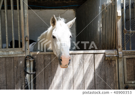 Hakuba who takes a face from Baba 48900353