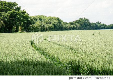 Traces of two tires of a machine tool made into a spreading wheat field Traces of two tires of a machine tool made into a spreading wheat field 48900355