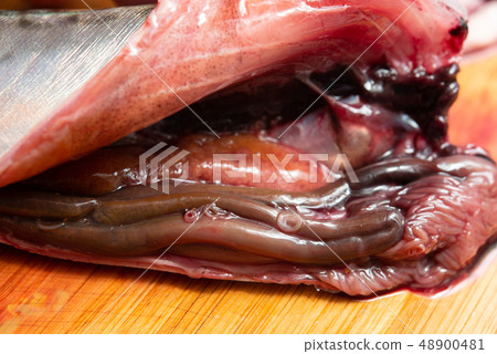 Anisakis who infested the viscera of mackerel Anisakis who infested the viscera of mackerel 48900481