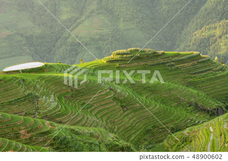 Longsheng rice terraces landscape in China 48900602