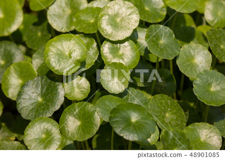 Gotu kola tree 48901085