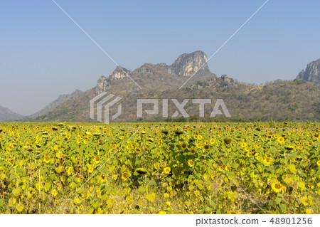Landscape of Sunflower Farm. 48901256